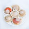 Supply new season scallop frozen half shell scallop price